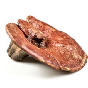 Reishi Mushroom