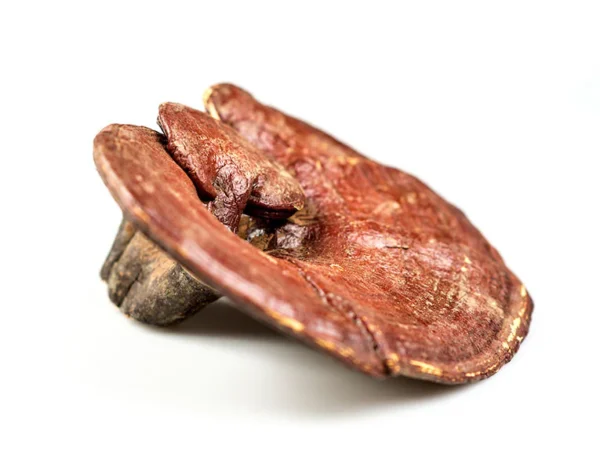 Reishi Mushroom