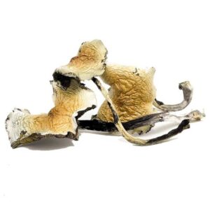 Daddy Long Legs magic mushrooms