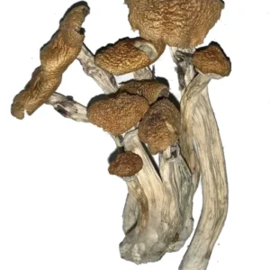 Alacabenzi Magic Mushroom
