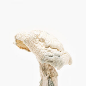 White Albino Avery magic mushrooms