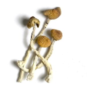 Aztec Gods Mushroom