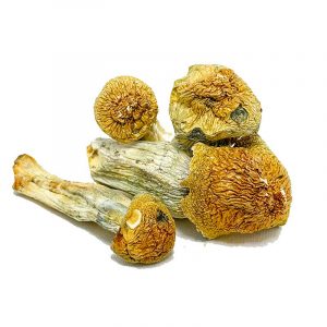 Penis Envy Mushroom