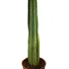 San Pedro in soil – Big | Trichocereus pachanoi
