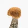 Blue Meanie magic mushrooms