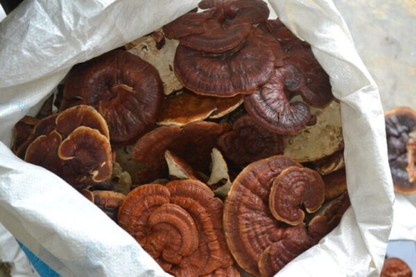 Reishi Mushroom - Image 3