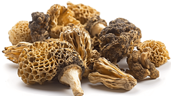 Morel Mushrooms
