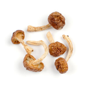 Golden Caps Mushrooms