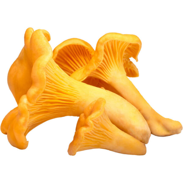 Order Chanterelle Mushrooms Online
