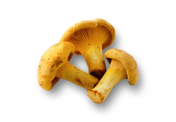 Order Chanterelle Mushrooms Online - Image 2
