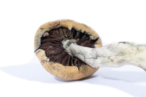 Buy Creeper Magic Mushrooms Online