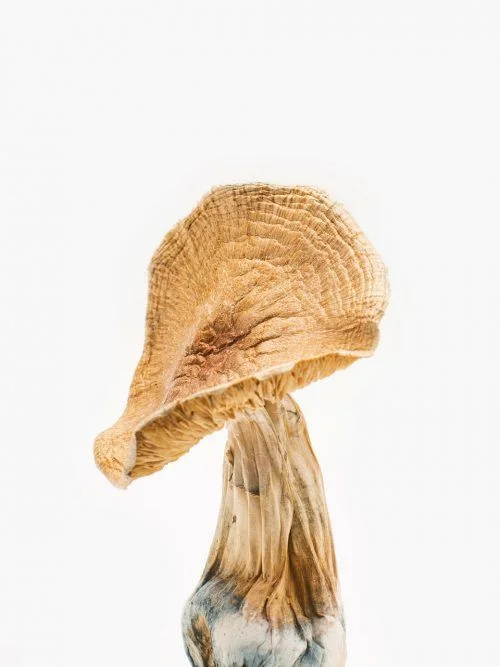 Buy African Kobe Magic Mushrooms Online