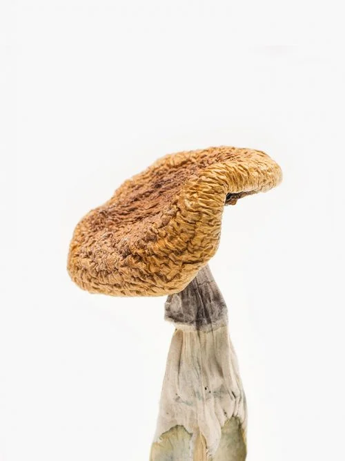 Buy Golden Teacher Mushrooms Online in Australia