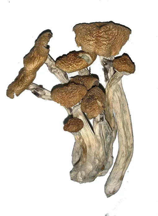 Buy Alacabenzi Magic Mushroom Online