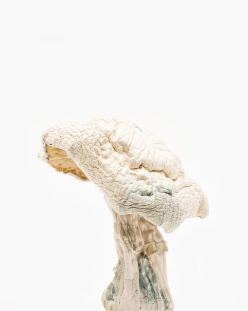 Buy White Albino Avery Magic Mushrooms Online