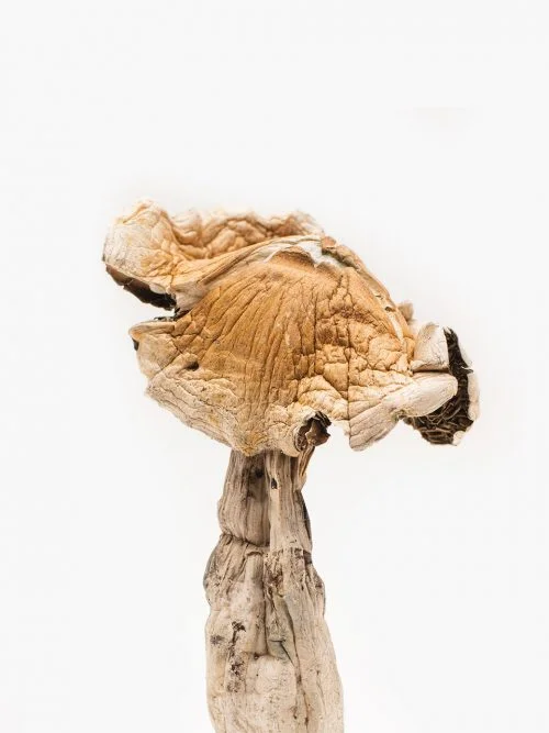 Order Amazonian Magic Mushrooms Online