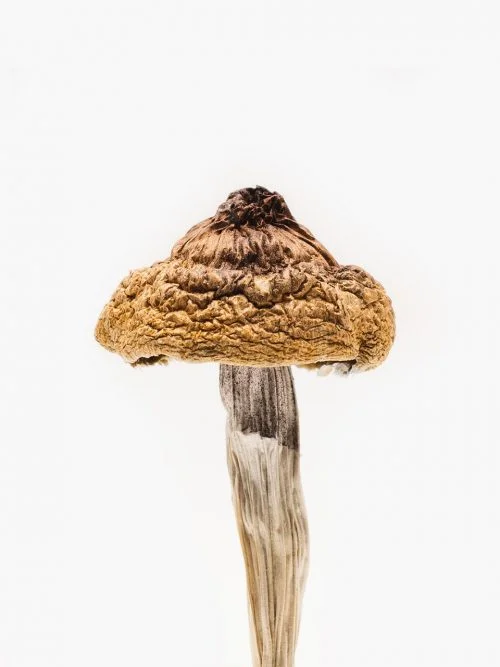 Buy B Plus Mushrooms or Golden Caps Online