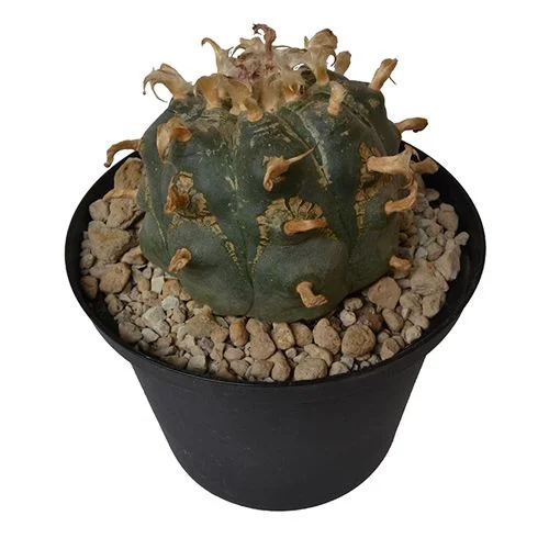 Purchase Peyote-7-10-cm Online