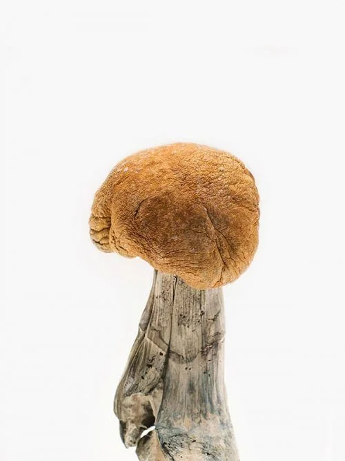 Buy Blue Meanie magic mushrooms Online