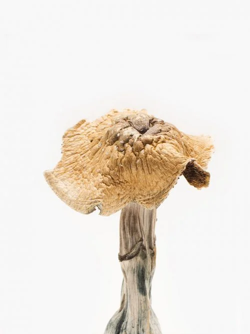 Buy Burmese Magic Mushrooms Online