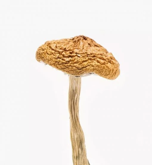 Buy British Columbia Cyanescens Mushrooms online in Moe