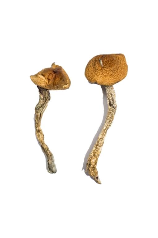 Buy Daddy Long Legs Magic Mushrooms Online - Image 2