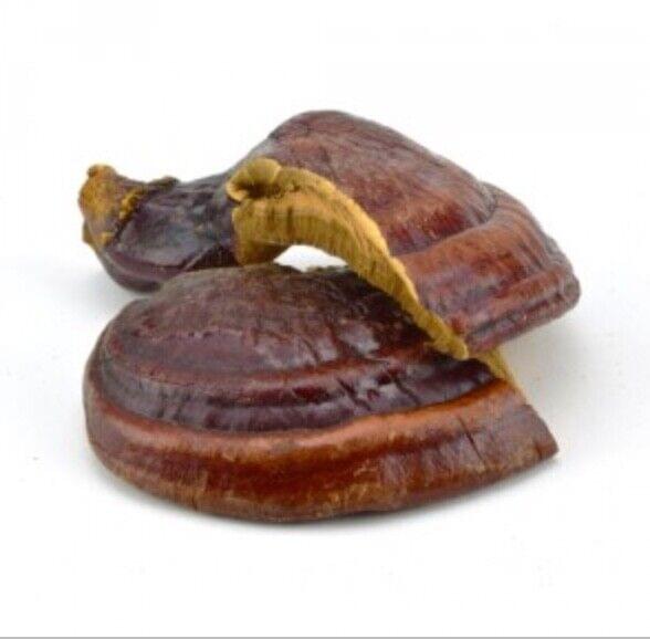 Buy Reishi Mushroom Online - Image 2