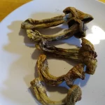 Buy Penis Envy Mushroom Online - Image 2